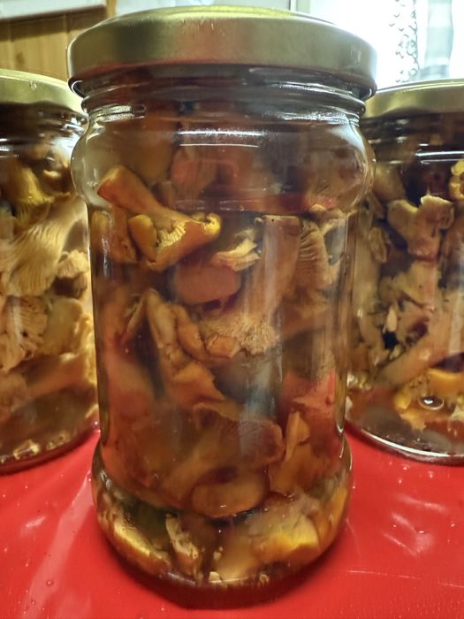 10x315 kurki w solance