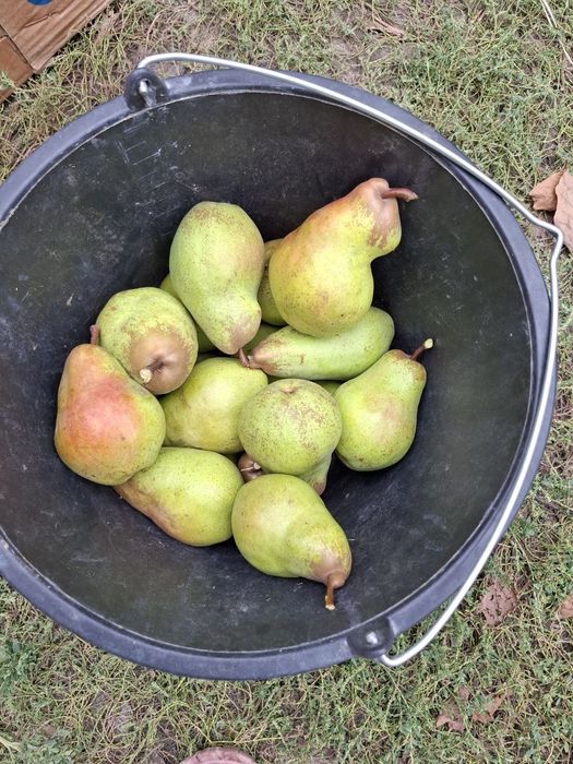 Продам груші сорту Яблунівська.