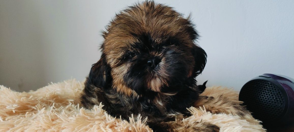 Szczeniak shih tzu z wielopokoleniowym rodowodem