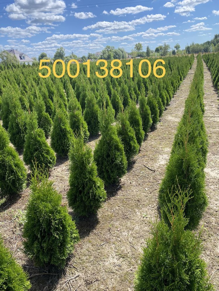 Tuja szmaragd brabant świerk 100 cm