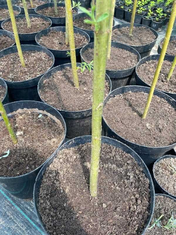Верба в горшках Хакуро нішикі ,Ива хакуро нишыки, Salix L.