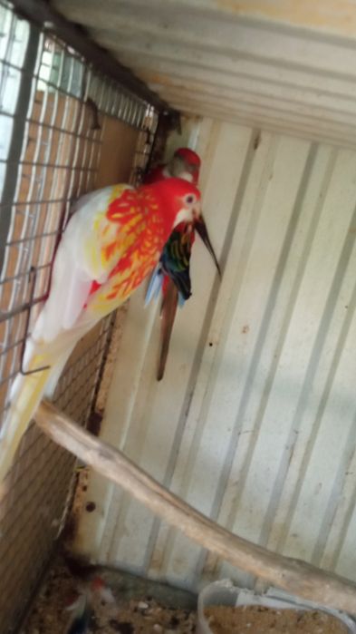 Ring Necks Caturras Roselas