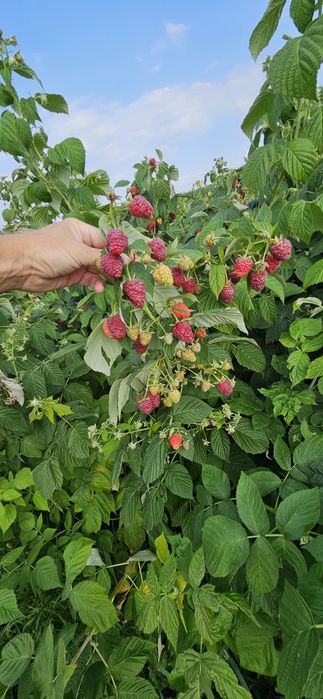 Sadzonka malin jesiennych Polonez Poemat  Sugana i John.