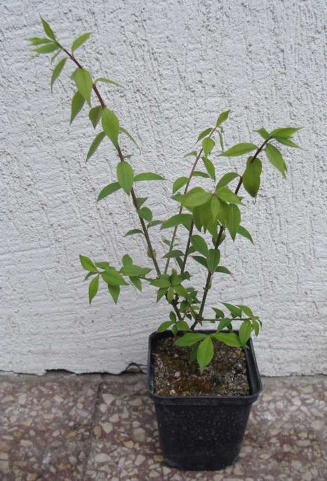 TRZMIELINA OSKRZYDLONA - sadzonki w doniczkach !!!