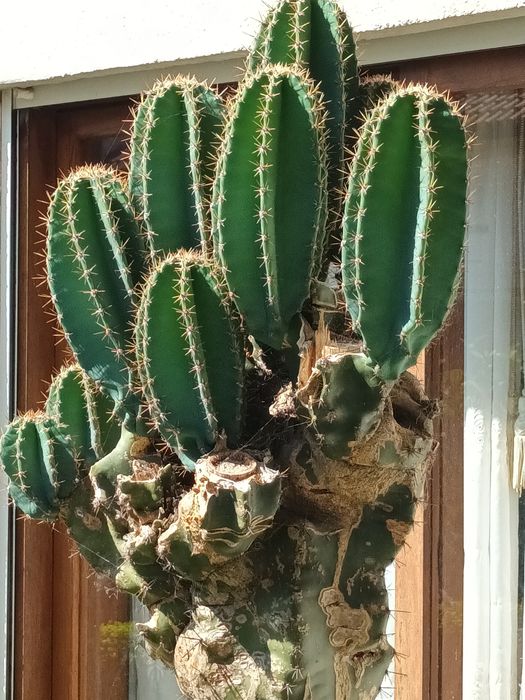 Cactos Cereus jamacaru