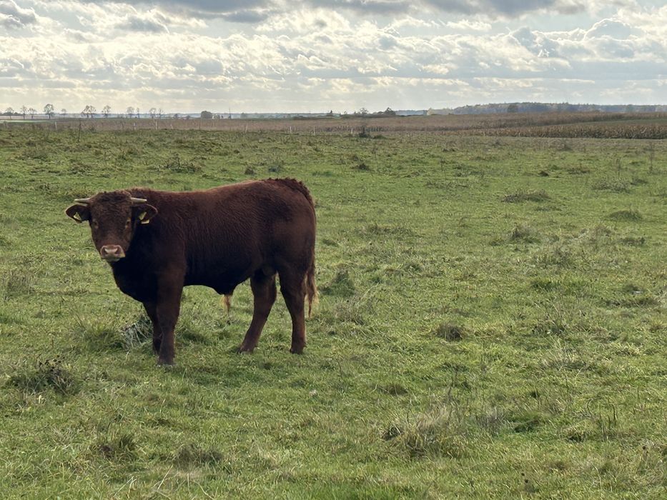 Byk LM na sprzedaż do dalszego chowu