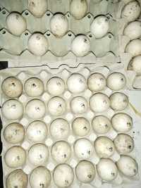 Утка яйца для инкубации импорт. Отправка по Украине.