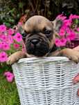 Buldog francuski