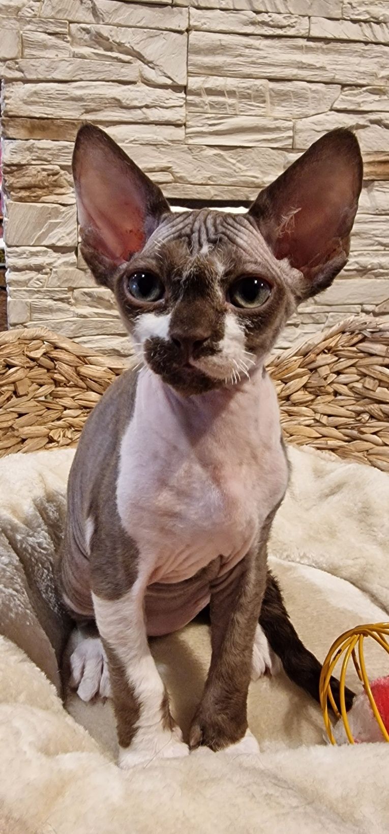 Kocureczek  (rodowód FPL) Devon Rex