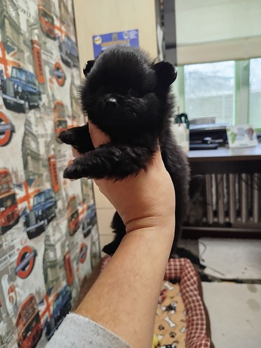 Померанський шпіц