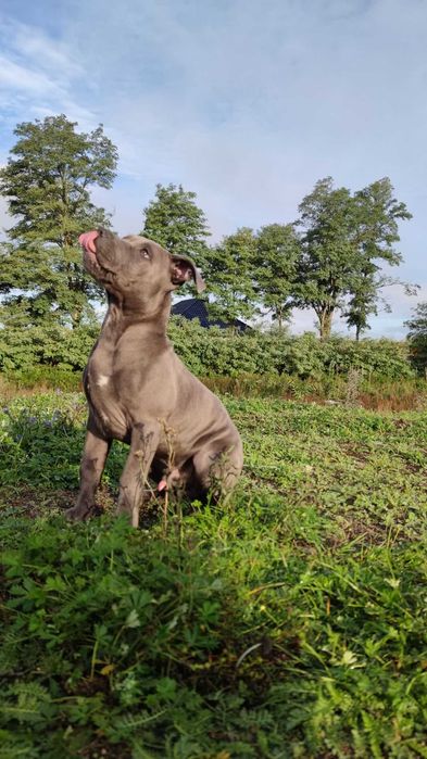 Amerykański Stafford terrier Amstaff Blue Niebieski