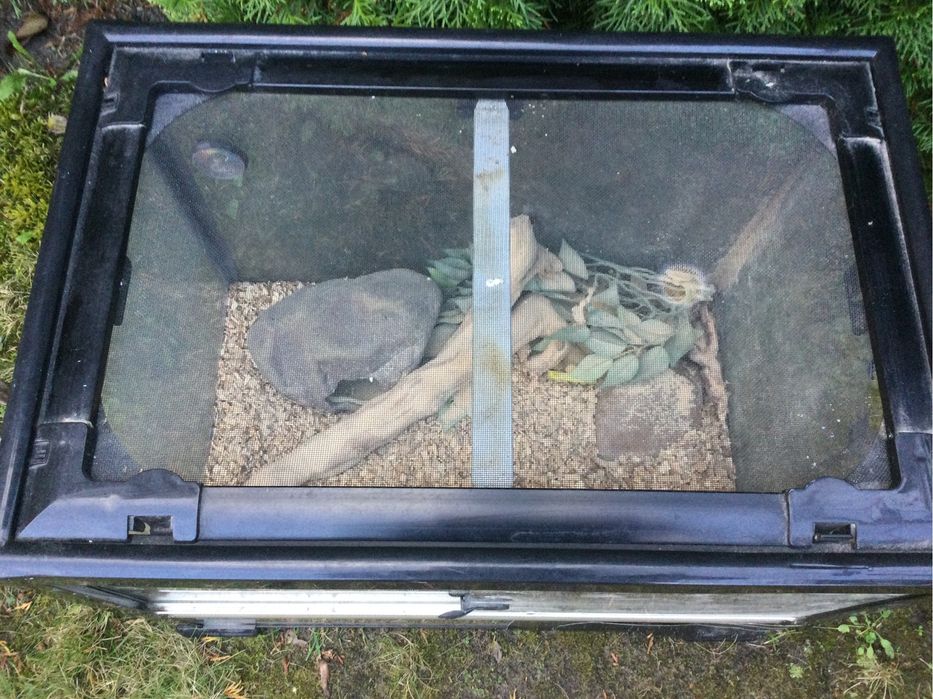 Terrarium okazja weekendowa z częściowy wyposażeniem jak na zdjęciach