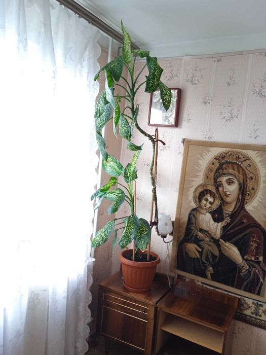 Растение Диффенбахия.