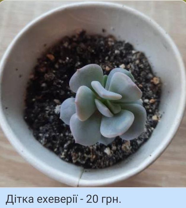 Сукуленти, ехеверія,гастерія,кактус