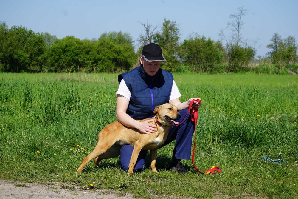 Celka - rewelacyjna sunia szuka domu