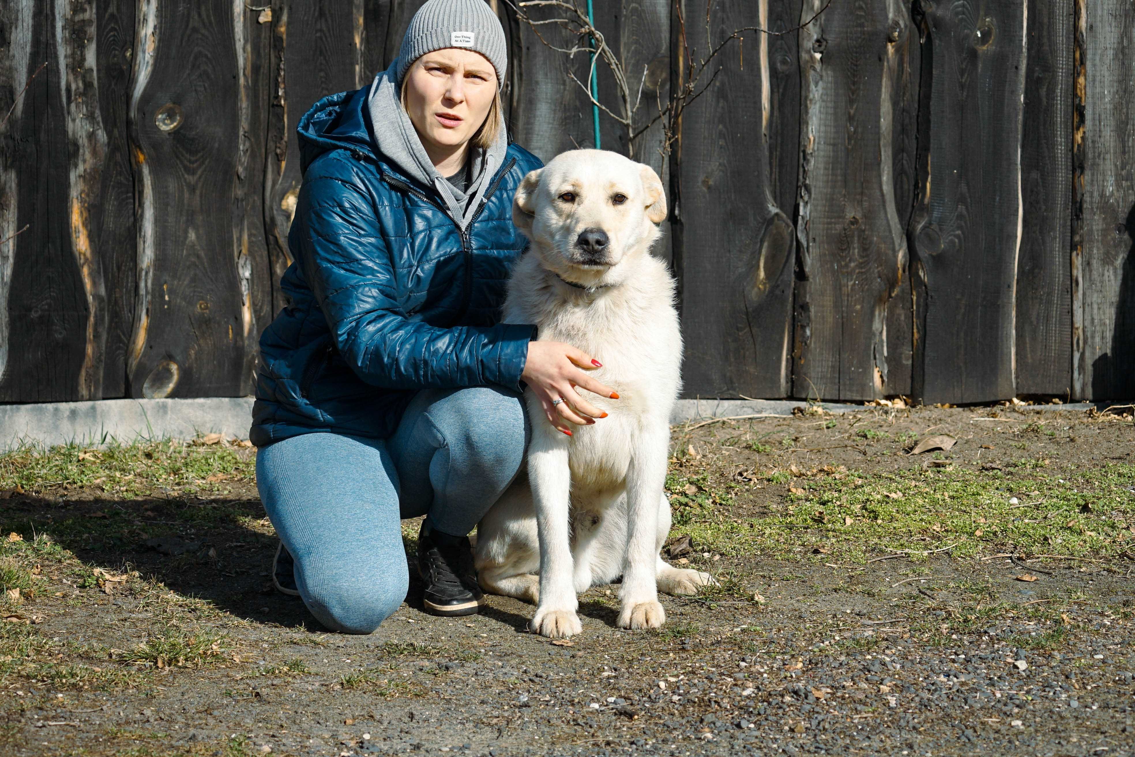 LESZEK - piękny pies w typie labrador