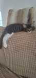 Maine coon z rodowodem