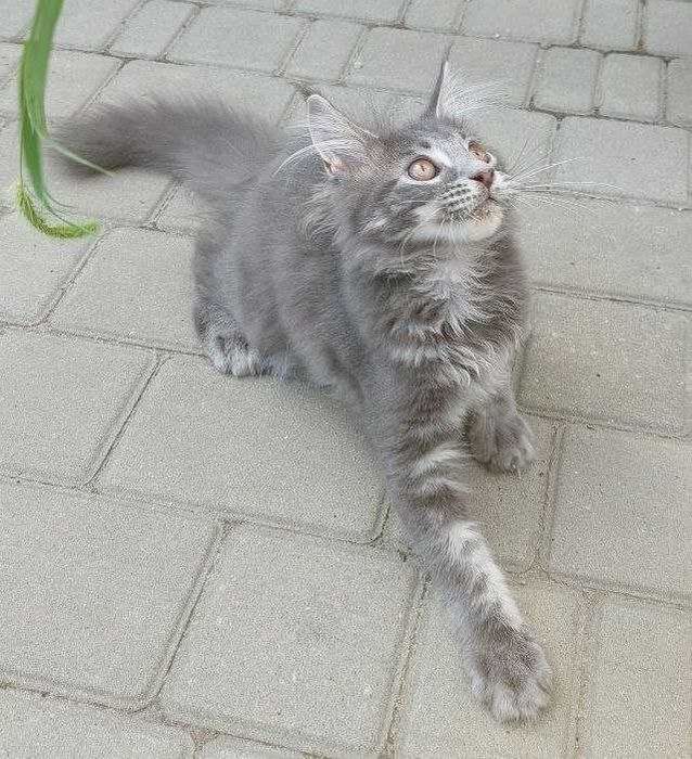 Кошеня  Мейн-кун