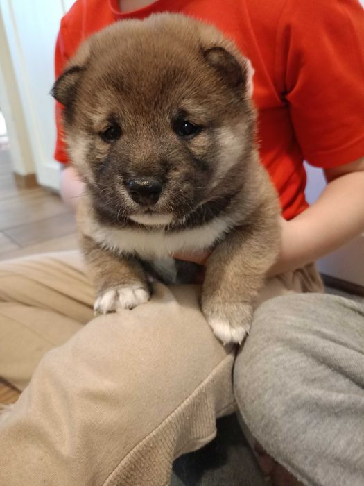 Shiba inu ZkwP FCI szczeniaczki gotowe do odbioru