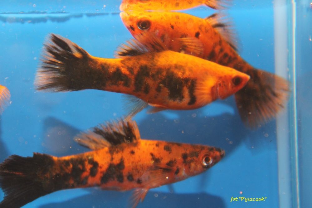 Mieczyk Berliński "P"