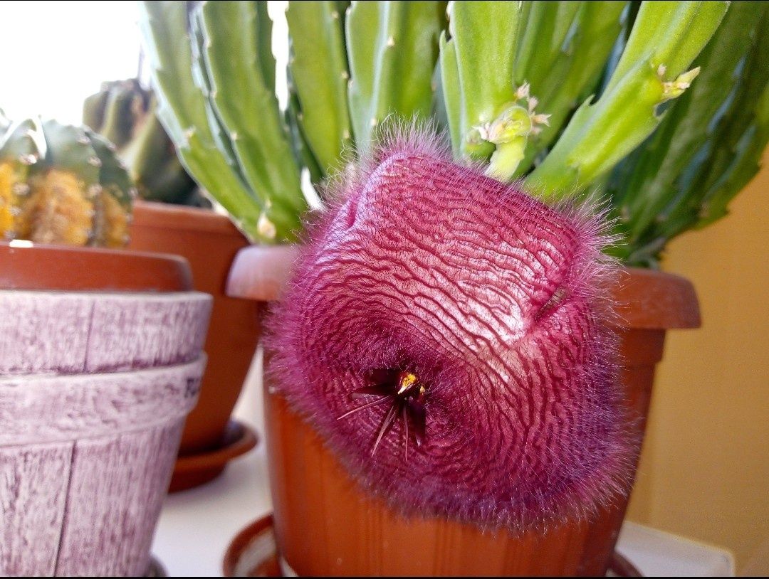 Стапелия крупноцветковая (Stapelia grandiflora)