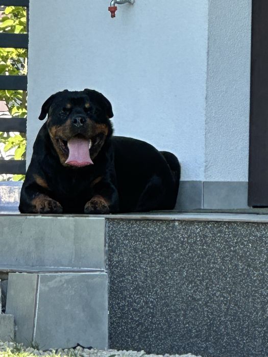 Reproduktor Krycie Pies Rottwailer