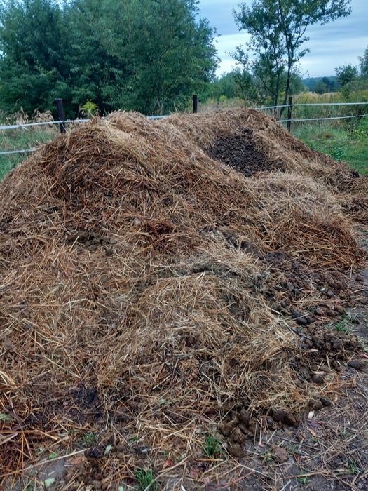 Oddam obornik koński za darmo Sączów