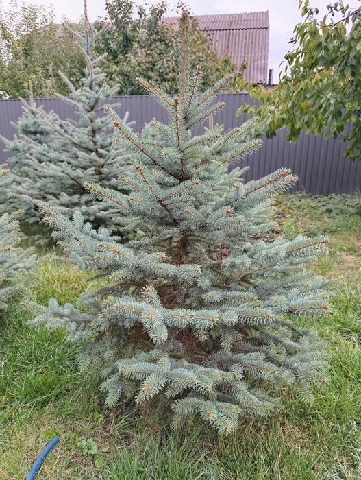 Ялинка блакитна Глаука