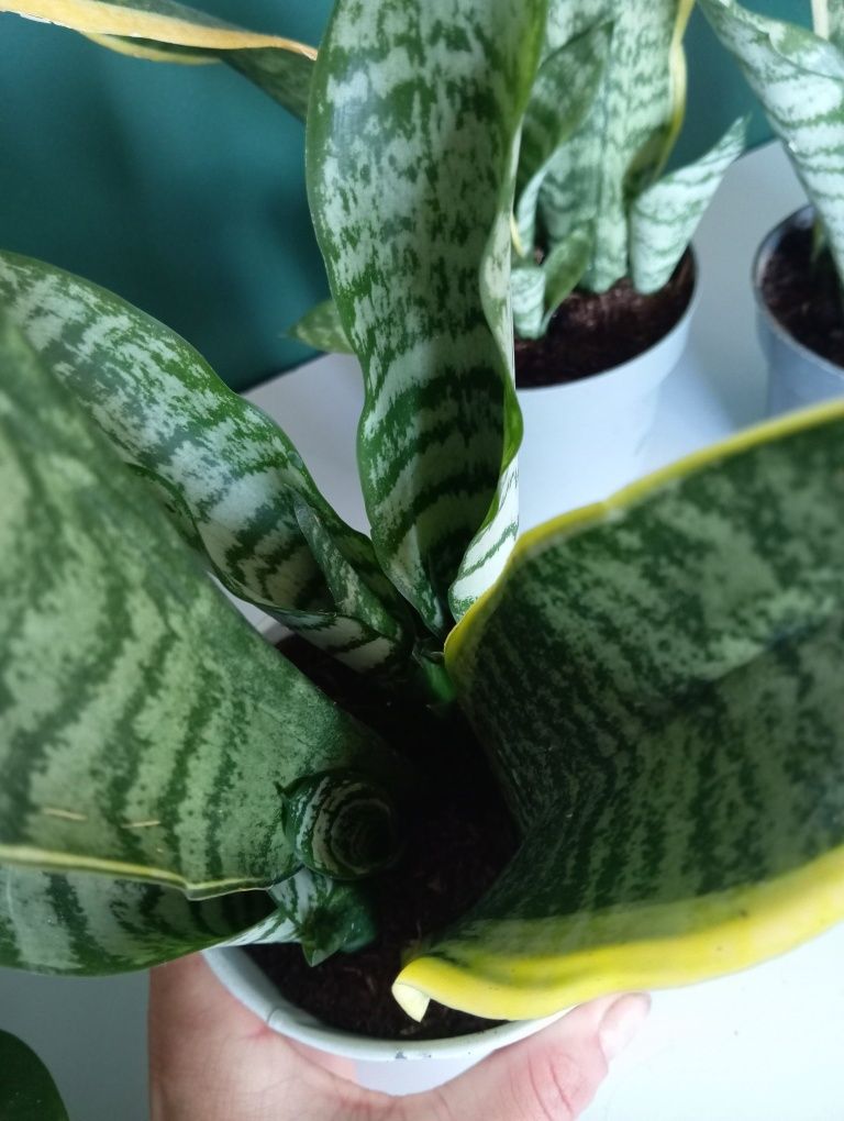 Sansevieria kwiaty