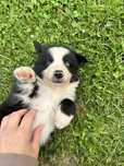 Suczka border collie gotowa do odbioru