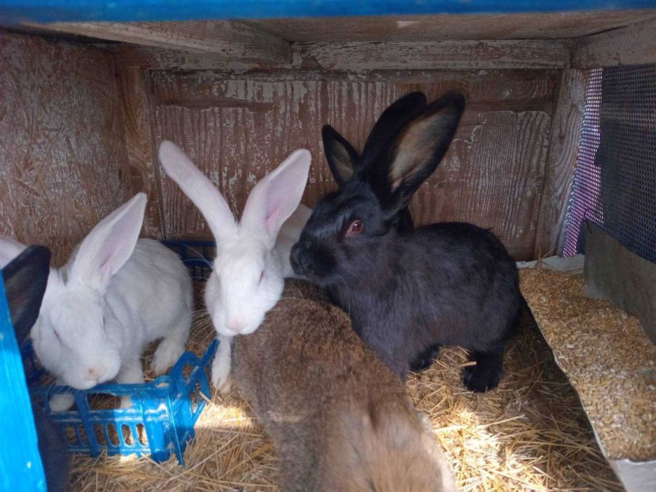 Продам кроликов молодняк