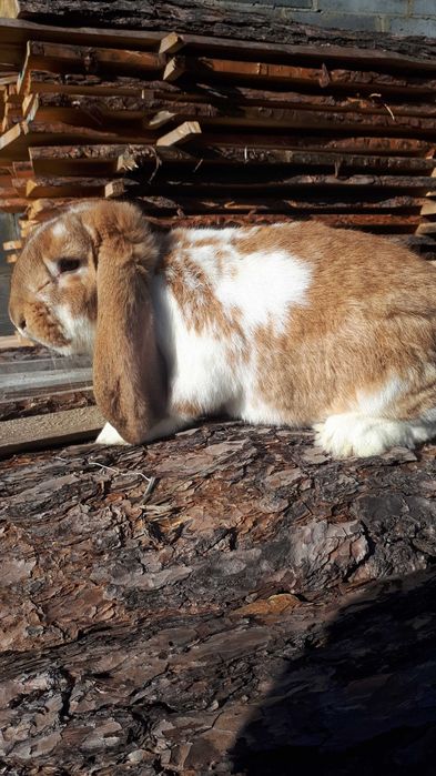 KRÓLIK Samiec BFŻsr.