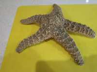 Морская звезда, ракушка, морская раковина
для декора