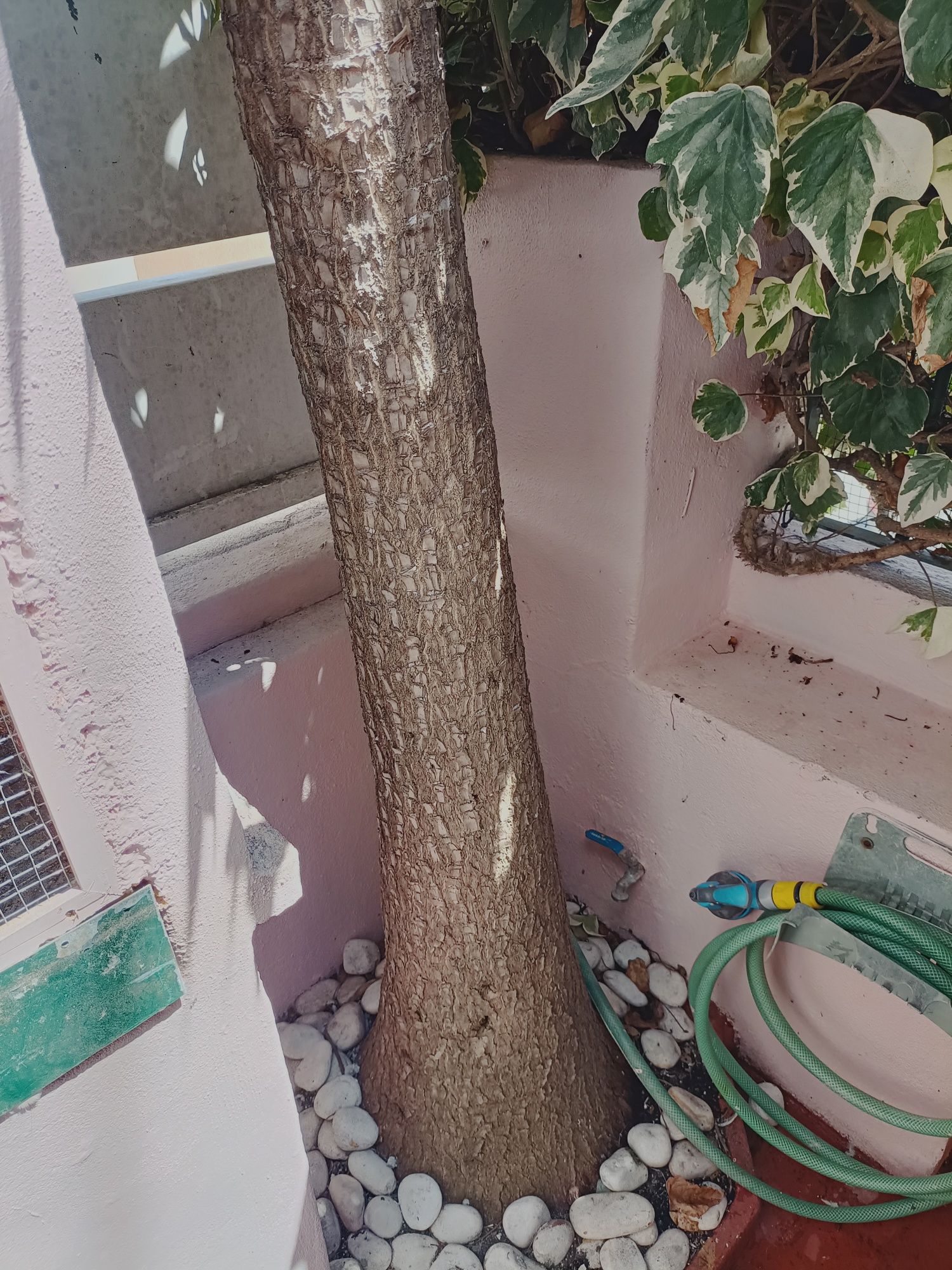 Vendo planta yucca.