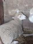 Borrega para mudar pasto