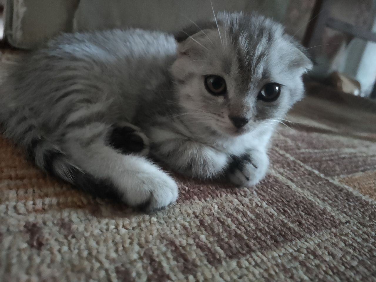 Продам шотландських кошенят