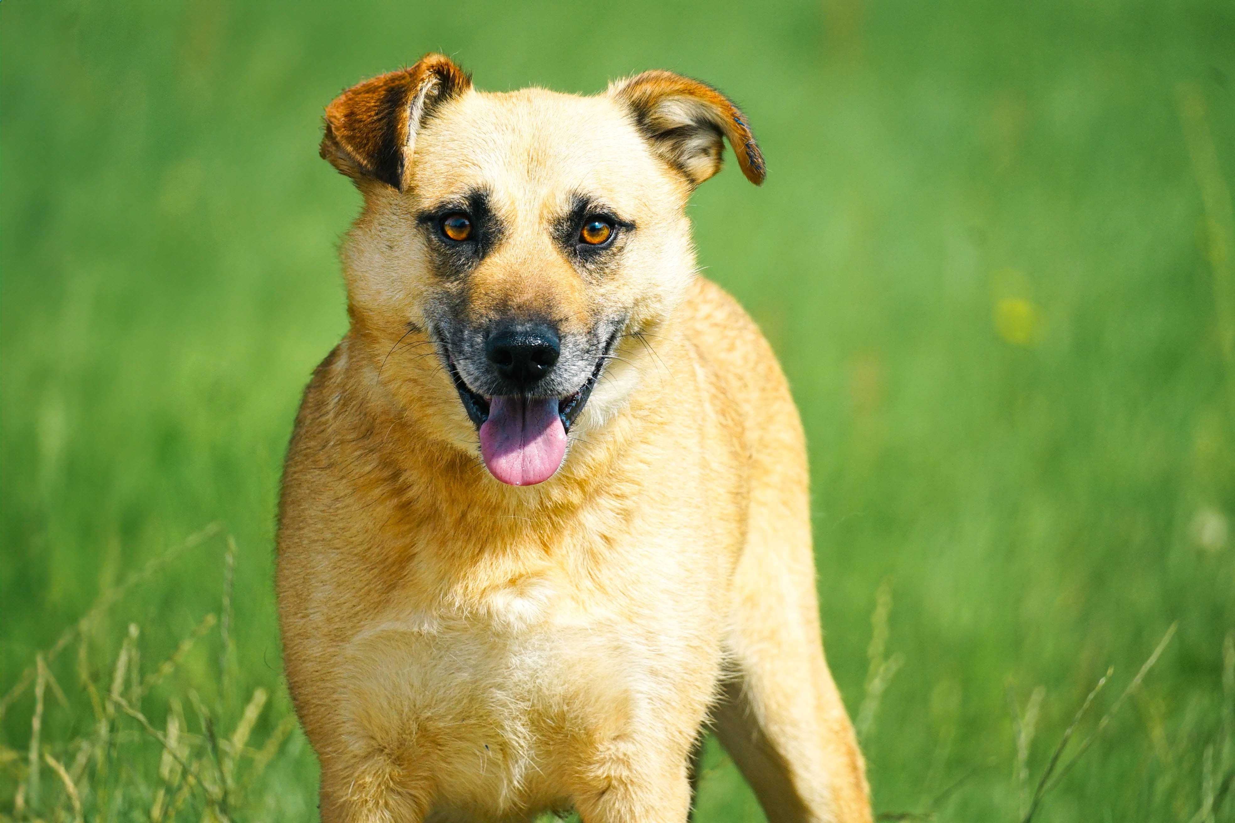 ZEFIR - śliczny, łagodny piesek w typie labradora
