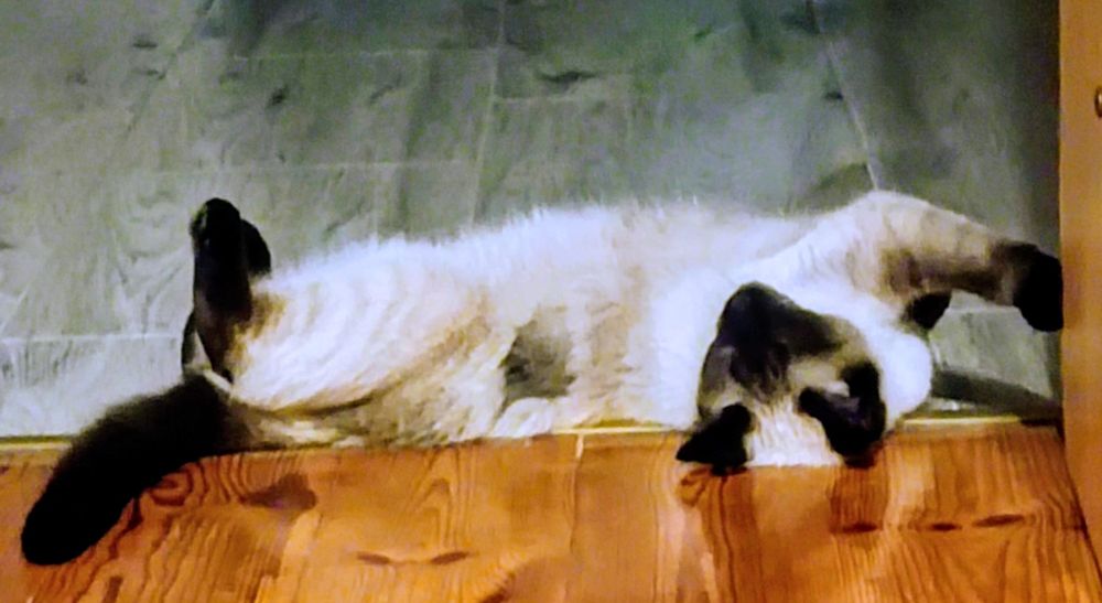 Kotka młoda syjamka