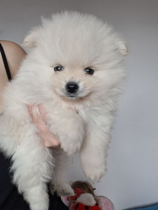 Piesek rasy szpic miniaturowy piesek miś