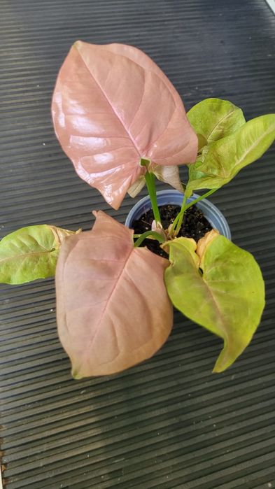 Сингониум Неон пинк