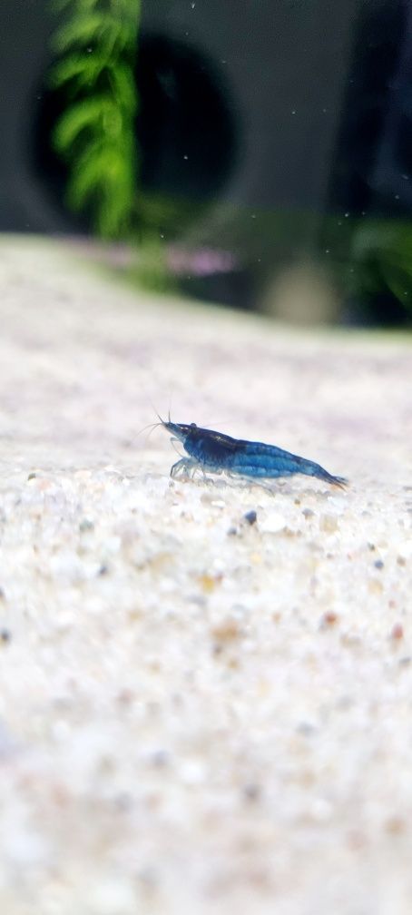 Krewetka neocaridina blue Velvet