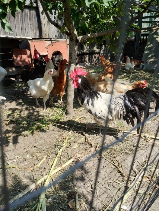 Продам домашніє яйця