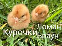 Курчата Цыплята Добові Несушка Ломан Браун Сенді Півники Петухи Півні