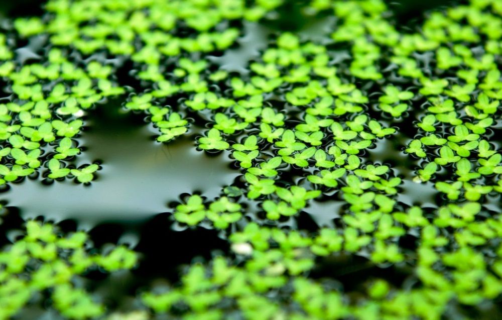 Planta flutuante para aquário ou lago