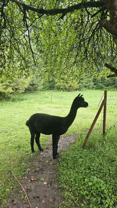 Alpaka samica w ciąży