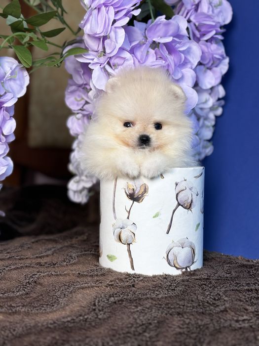 дівчинка шоу классу тип ведмедик