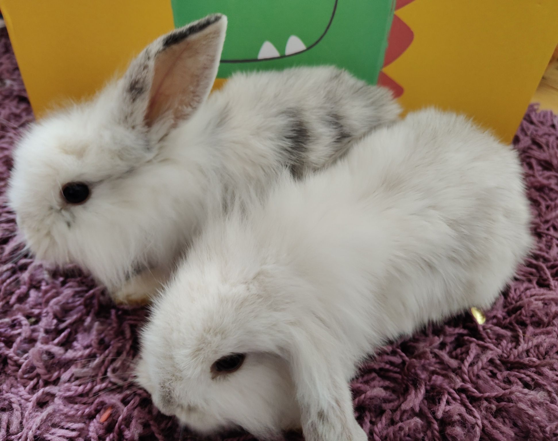 Królik mini lop, miniaturka