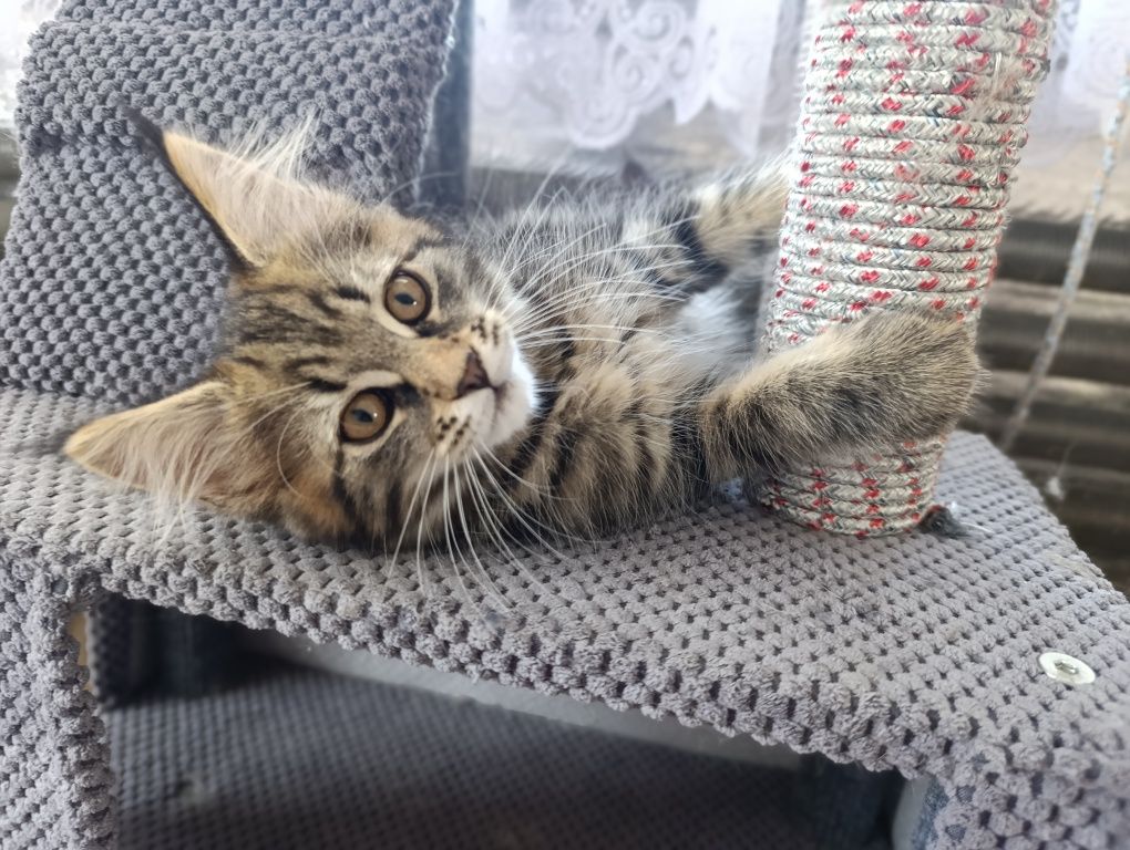 Maine coon kotka