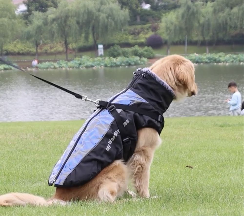 Jaqueta lindissima para cão