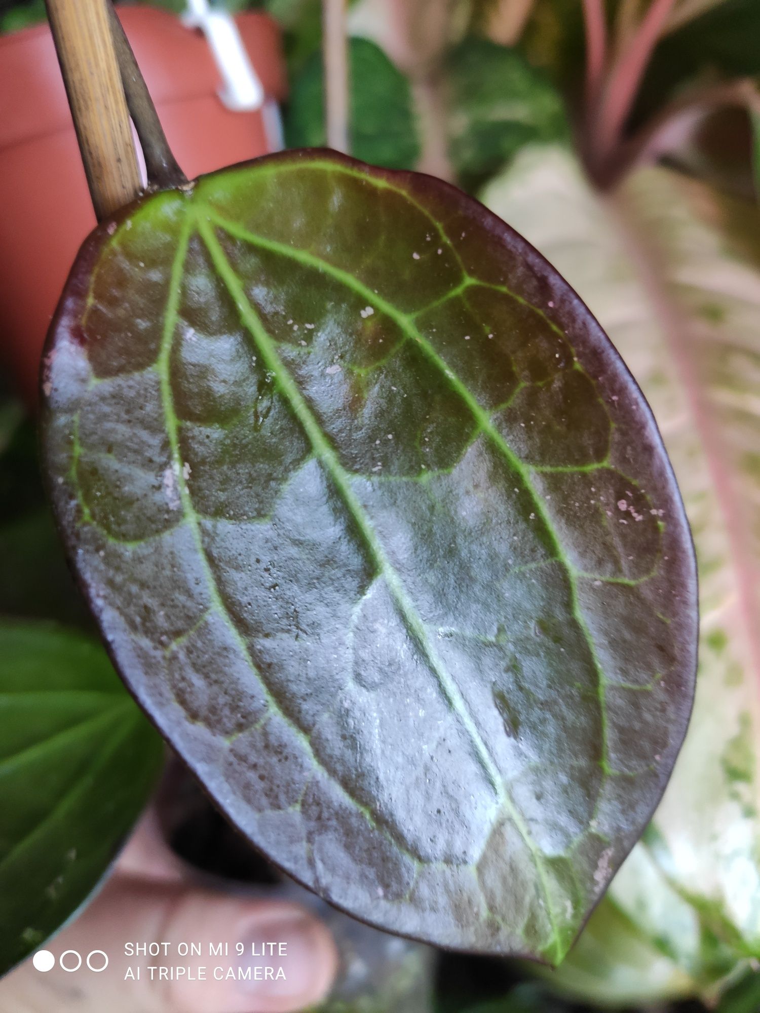 Hoya sp.Black Magic (ah)